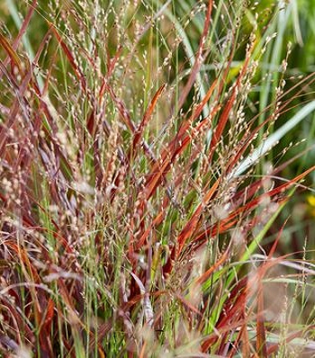 Panicum virgatum "Hot Rod"