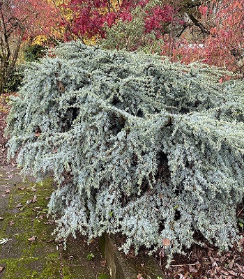 Кедр атласький "Sapphire Nymph"(Привитий)