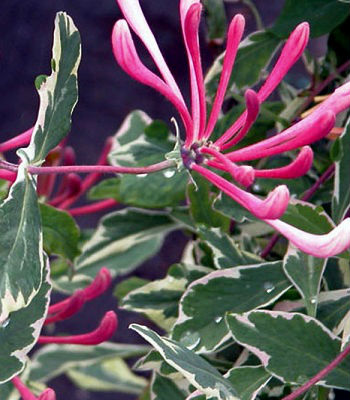 Каприфоль "Variegata"