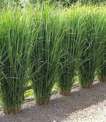 Panicum virgatum "Northwind"