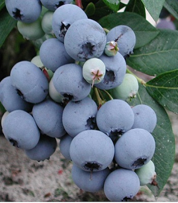 Лохина "Chandler" 