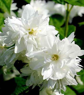 Чубушник "Dame Blanche" 