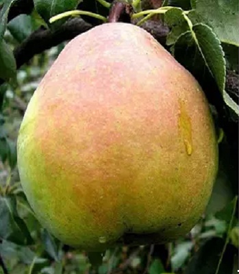 Груша осіння  Малівчанка 