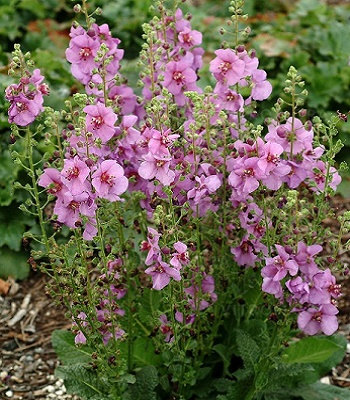 Вербаскум "Plum Smokey" 