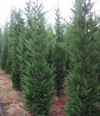 Купрессоципарис "Green Rocket"