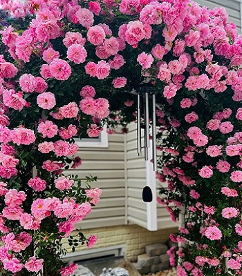 Троянда плетиста "Джон Девіс"