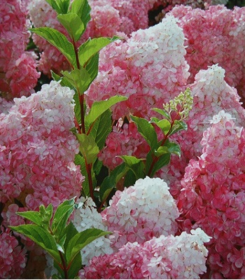 Гортензія волотиста "Vanilla Fraise" 