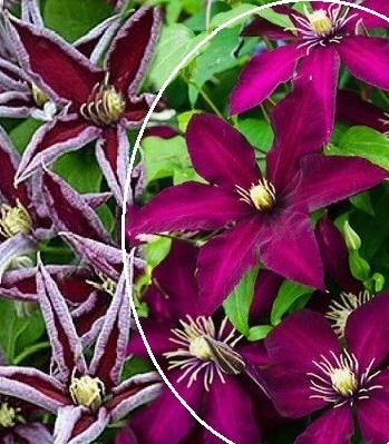 Клематис "Polonia Restituta" 