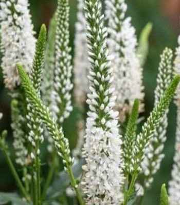 Вероніка "Lancita White" 