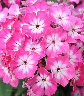 Флокс "Flame" Light Pink Imp." 