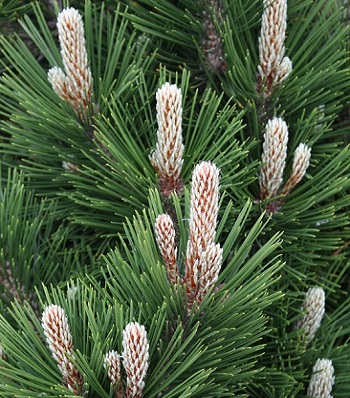 Сосна боснійська "Little Dracula" (Привита) 