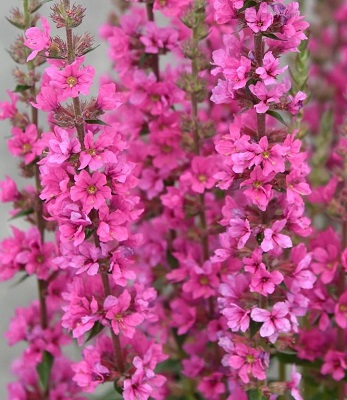 Літрум "Pink Blush" 