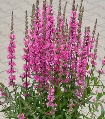 Літрум "Pink Blush" 