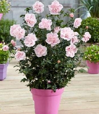 Гібіскус деревовидний "Pink Chiffon"