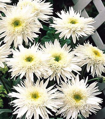 Ромашка "Wirral Supreme"