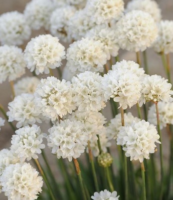 Армерія "Ballerina White" 