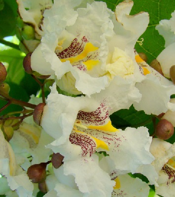 Катальпа бігнонієвидна