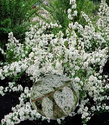 Дейція витончена "Marmorata"