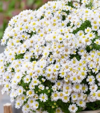 Астра "Schneekissen"