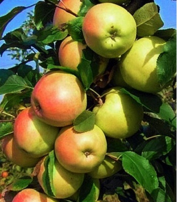 Яблуня Скіфське Золото