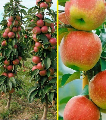 Яблуня колоновидна "Kordona"