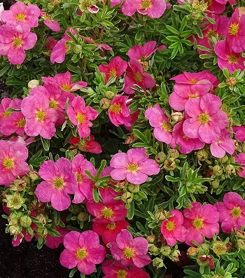 Лапчатка кущова "Bellissima" 