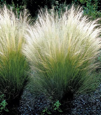 Stipa "Pony Tails"