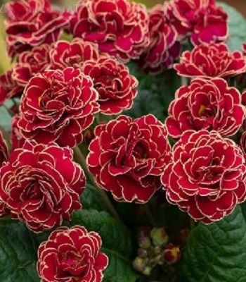 Примула "Pollyanna 'Touch of Gold" 