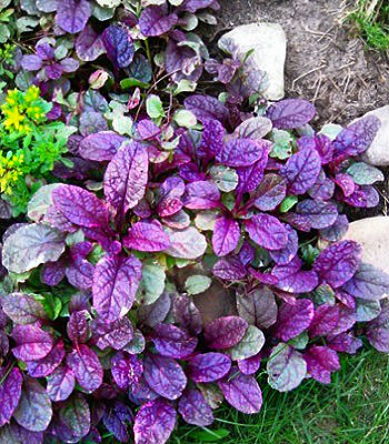 Живучка "Burgundy Glow"