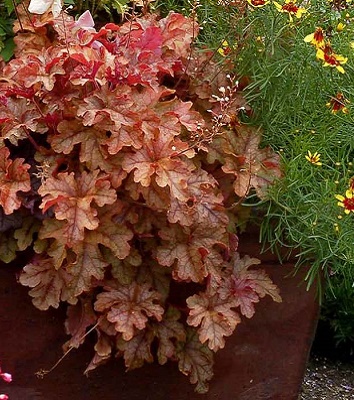 Гейхерелла "Copper Cascade" 