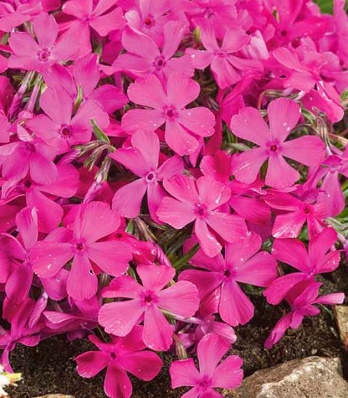 Флокс шиловидний "Drummond Pink"