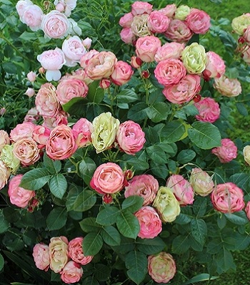 Троянда флорибунда "Acropolis"