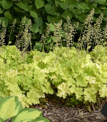 Гейхера "Lime Rickey" 