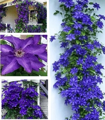 Клематис "The President" 