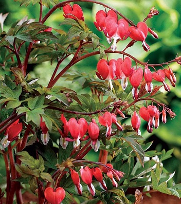 Дицентра "Valentine" 