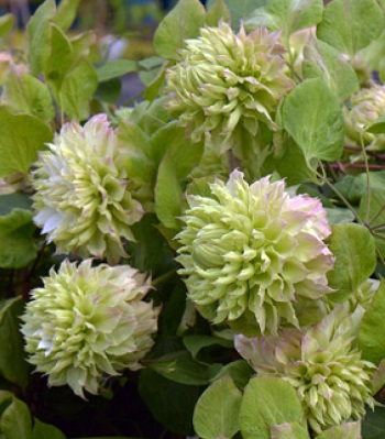 Клематис "Midori" 