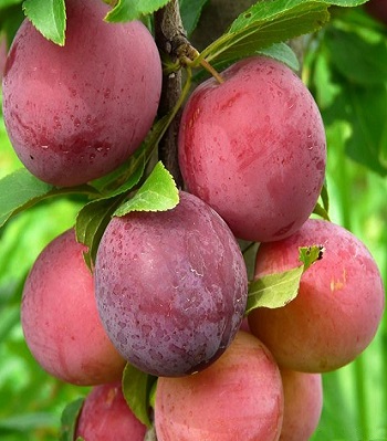 Слива "Ренклод Альтана" 