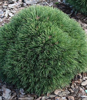 Сосна гірська "Hnizdo" (Привита) 