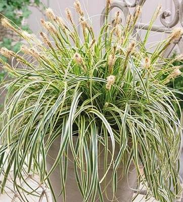 Carex "Feather Falls" 
