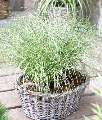 Carex "Frosted Curls"