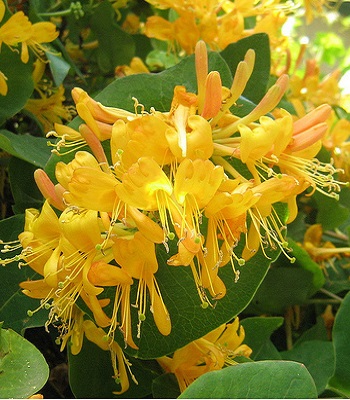 Каприфоль Тельмана 