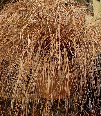 Carex "Bronze" 