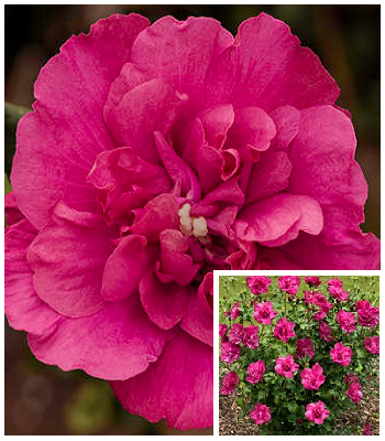 Гібіскус деревовидний "Magenta Chiffon" 