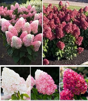 Гортензія волотиста "Living 'Pink and Rose" 