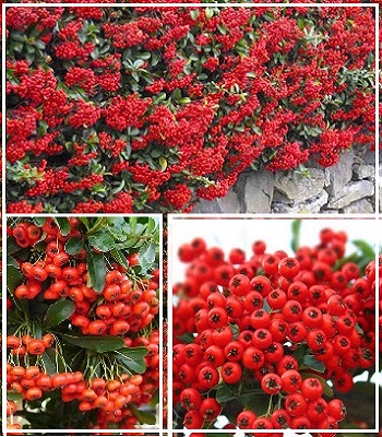 Піраканта "Ventoux Red"