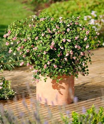 Сніжноягідник "Mother of Pearl" 