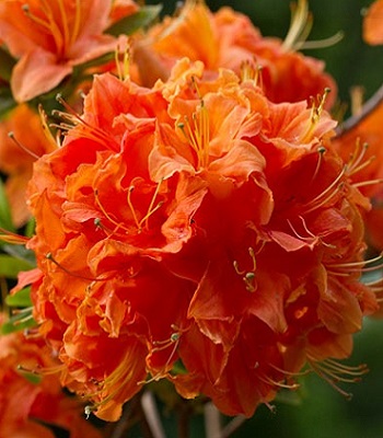 Азалія "Mandarin Lights" 