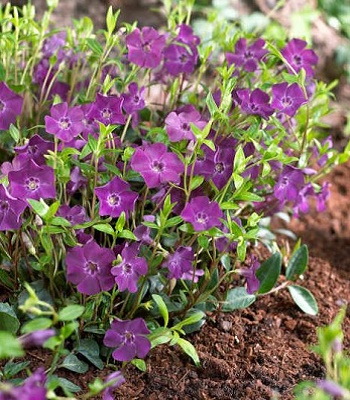 Барвінок "Atropurpurea" 