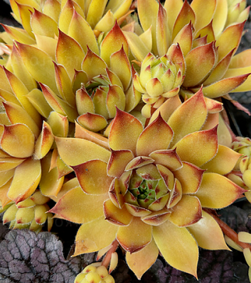 Молодило "Leo"