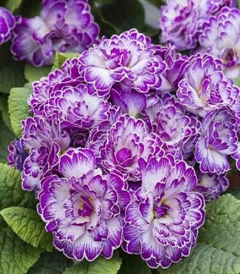 Примула "Belarina 'Lively Lilac" 